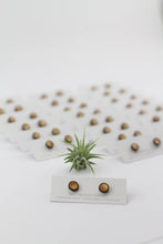 Load image into Gallery viewer, Tiny Branch Stud Earrings