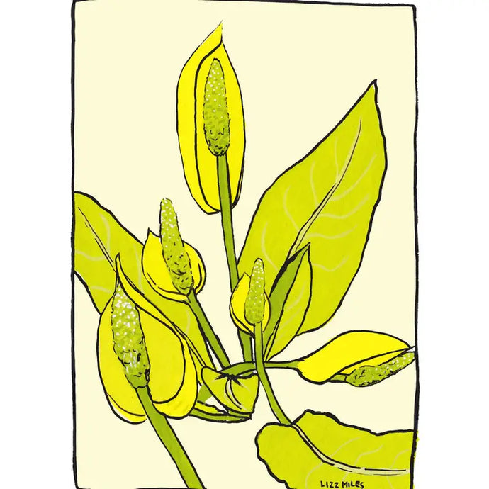 Skunk Cabbage Artwork Print