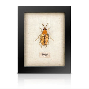 Framed Hand Embroidered Beaded Insects