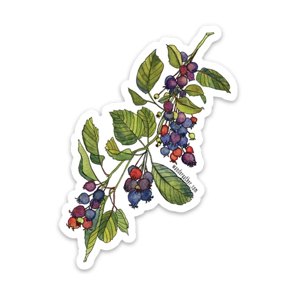 Serviceberry Sticker